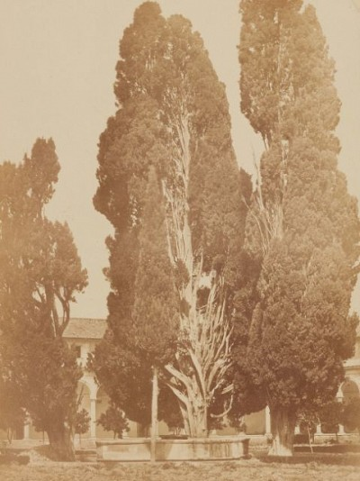 Robert MacPherson (1814-1872)| Zypressen bei Santa Maria Degli Angeli, 1855-57, albumierter Salzpapierabzug, 36,8 x 27,6 cm, erworben 2021