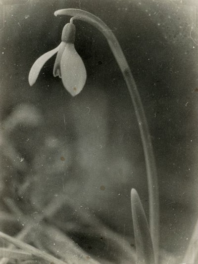 Jochen Lempert (*1958) | Schneeglöckchen, 1990er Jahre, Silbergelatineabzug, 23,7 x 18 cm, erworben 2020