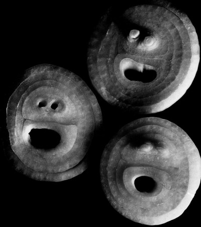 Elsa Thiemann (1910–1981) | Detailstudie geschnittener Zwiebeln, 1930er Jahre, Silbergelatineabzug, Hochglanzoberfläche, 18,5 x 16,5 cm, erworben 2020