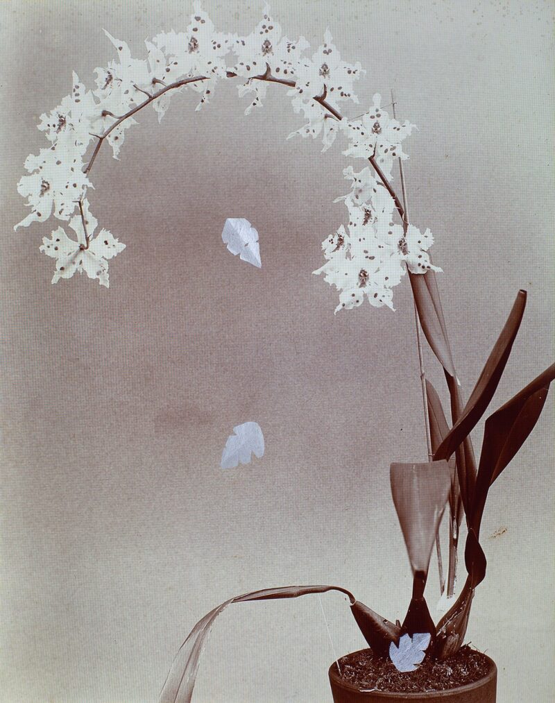 Alex Grein, Blüten beim Fall, 2023, Inkjet-Print24,2 x 19,3 cmUnbekannt, Ohne Titel (Orchideen), ca. 1910er Jahre, Kollodiumabzug, 24,2 x 19,3 cm, Courtesy die Künstlerin und Galerie Gisela Clement, Bonn, Foto: Alex Grein