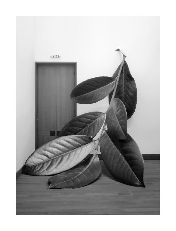 Alex Grein Prunus Laurocesarus, 2018 Chromogener arbabzug 43,2 × 33 cm© Alex Grein, Courtesy Galerie Gisela Clement, Bonn