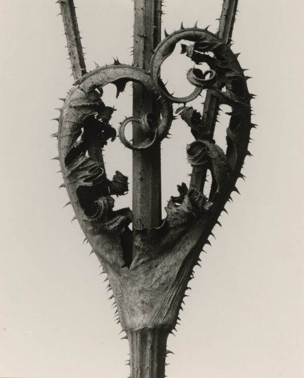 Karl BlossfeldtDipsacus laciniatus. Weberdistel, 4mal vergrößert, 1900–1928Silbergelatineabzug (Abzug 1975)26 x 20,2 cmKunstpalast, Düsseldorf