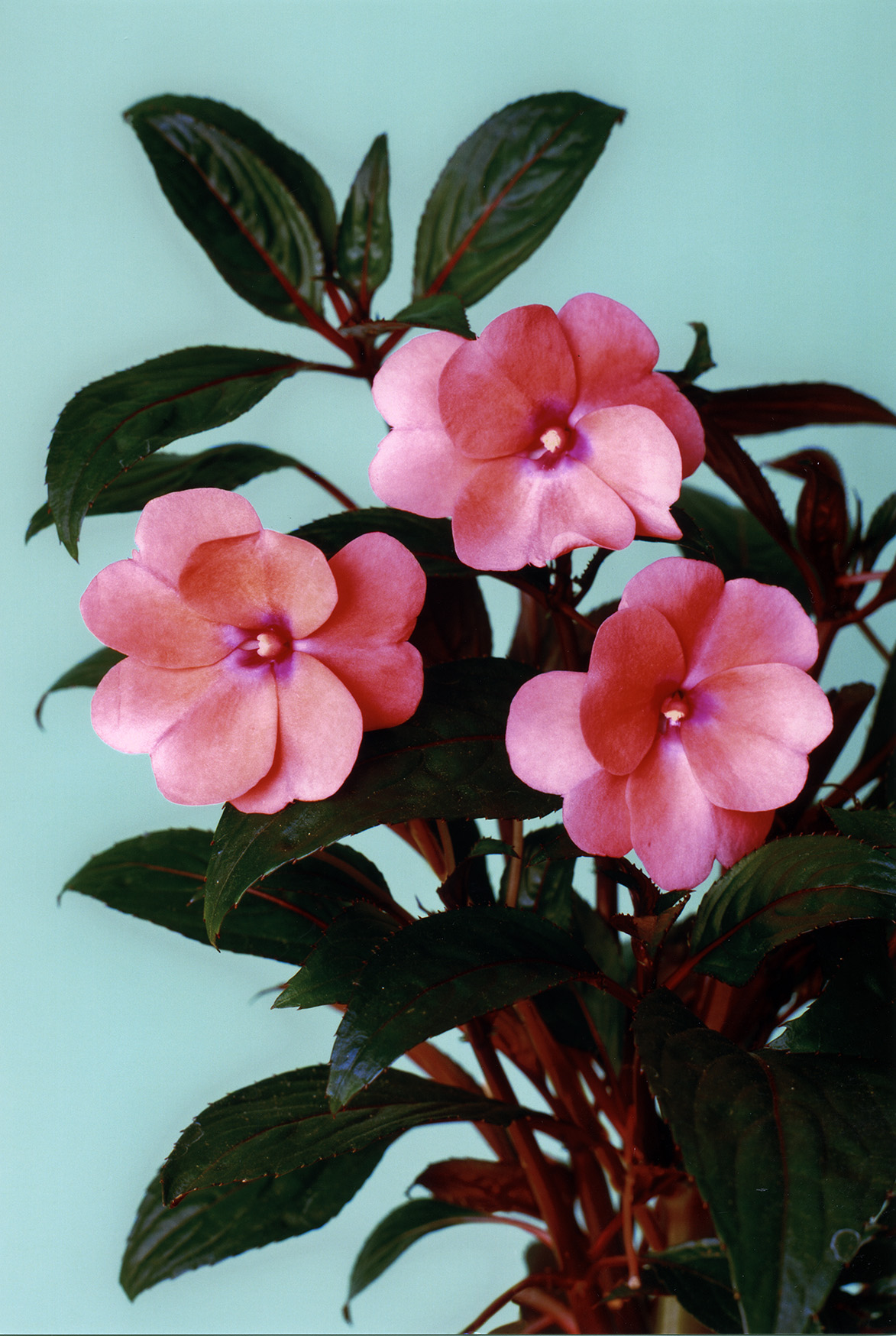 Hans-Peter Feldmann, Blumenbild Lieschen, 2000–2006, C-Print auf Alu-Dibond, 120 x 85 cm, Galerie Mehdi Chouakri, Berlin, © VG Bild-Kunst, Bonn 2025