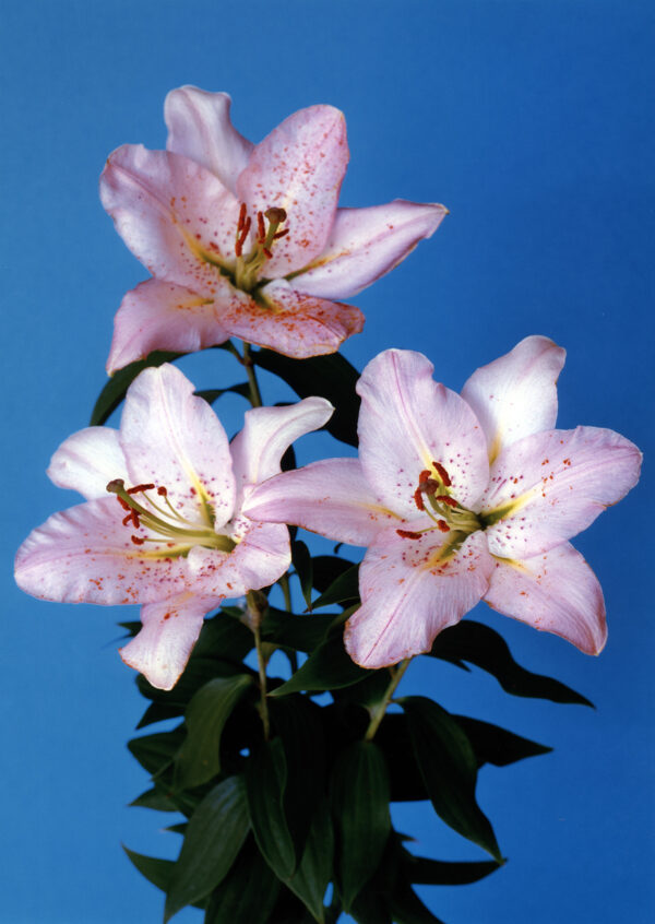 Hans-Peter Feldmann, Blumenbild Lilien 2, 2000–2006, C-Print auf Alu-Dibond, 120 x 85 cm, Galerie Mehdi Chouakri, Berlin, © VG Bild-Kunst, Bonn 2025