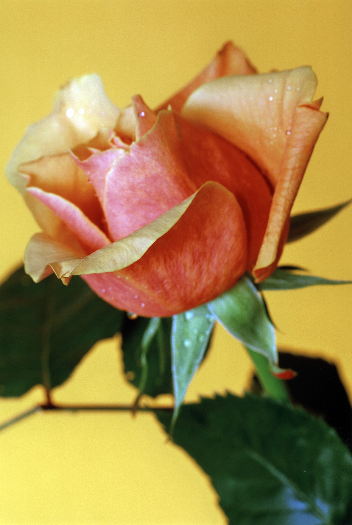 Hans-Peter Feldmann, Blumenbild Rosen 2, 2000–2006, C-Print auf Alu-Dibond, 120 x 85 cm, Galerie Mehdi Chouakri, Berlin, © VG Bild-Kunst, Bonn 2025