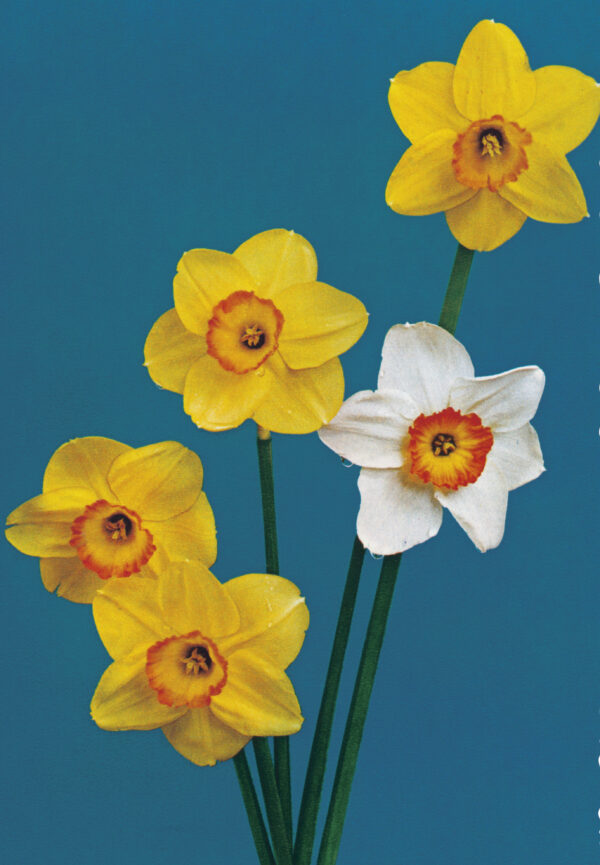 Hans-Peter Feldmann, Blumenbild, undatiert, C-Print, 120 x 85 cm, Courtesy Konrad Fischer Galerie, Foto Achim Kukulies, © VG Bild-Kunst, Bonn 2025