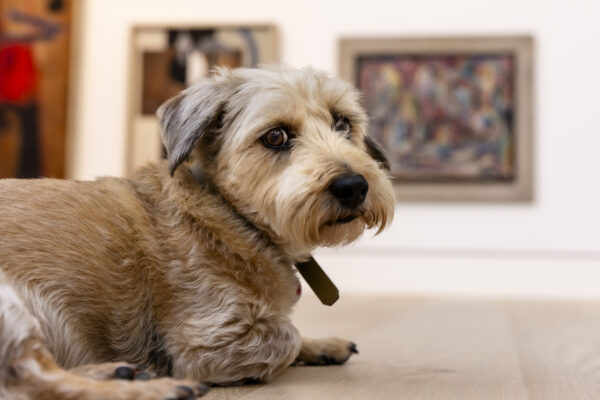 Dog Day im Kunstpalast am 26. August 2026